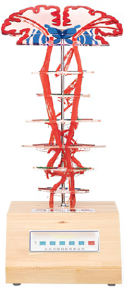 Pyramidal system ( part of the cortex )