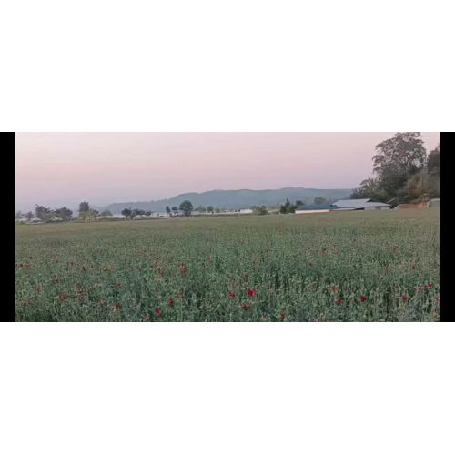 লাল রঙের সাথে একমুখী কার্নেশন