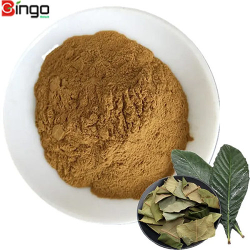 What Is Loquat Leaf Extract And How Is It Made?