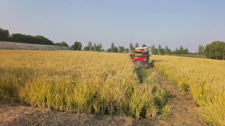 Riz agricole d&#39;origine