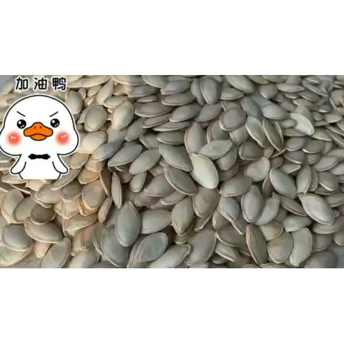 Pumpkin seeds Processing