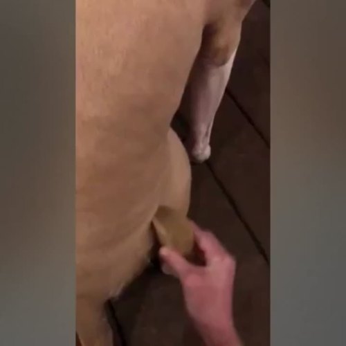 पालतू जानवरों के बाल हटाने वाली लकड़ी की कंघी