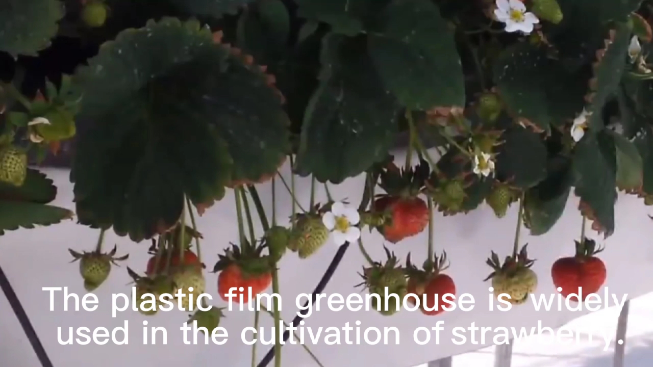 Greenhouse de fraises d'occasion agricole à faible coût avec film de couverture en plastique de 20 micron1