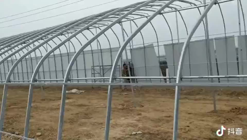 Tunnel à faible coût des champignons à champignons à une seule portée de verdure agricole avec système d'écoulement à vendre1