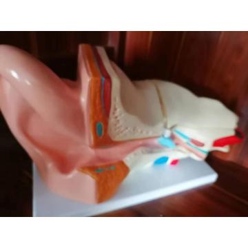 Top 10 China Airway Anatomy Model Manufacturers