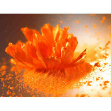China Top 10 Lutein Powder Potential Enterprises