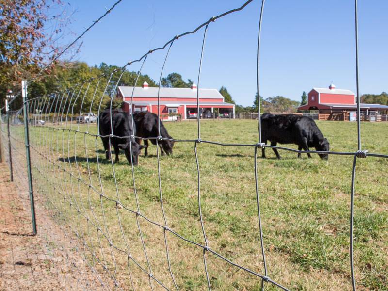 cattle fence 