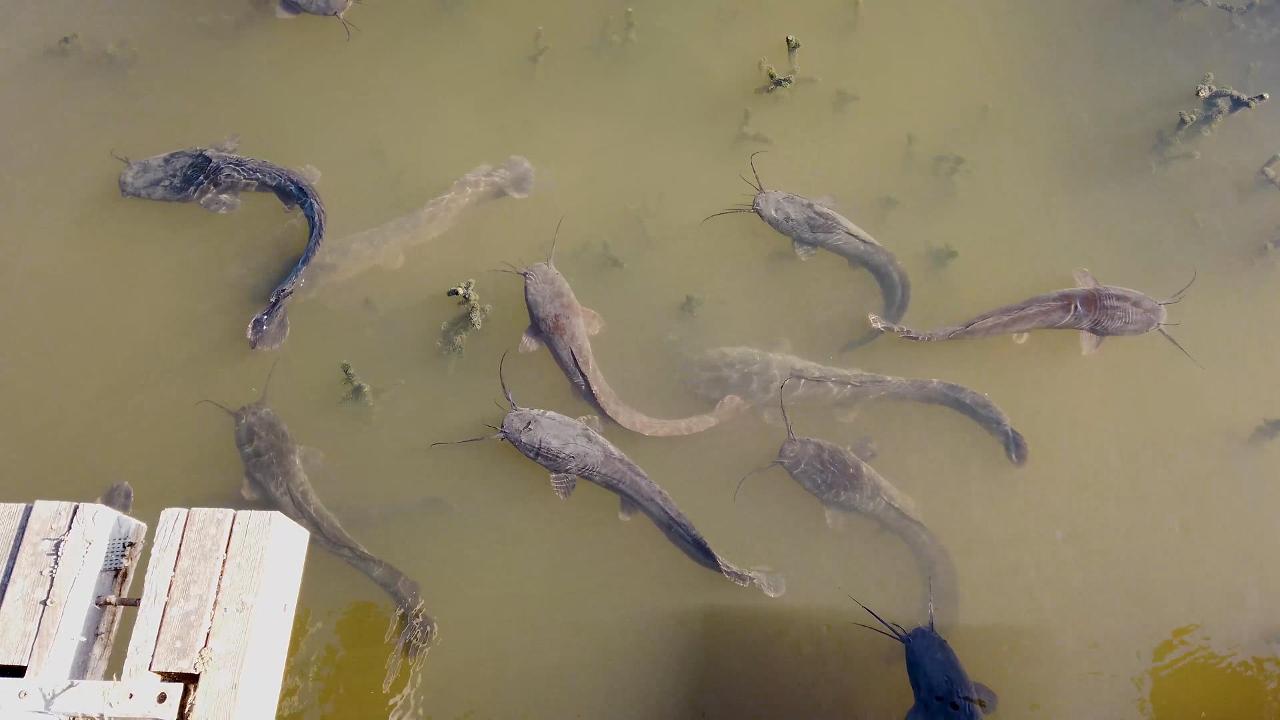 Fish pond in aquaculture