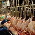 China Supplier of Poultry Slaughter Line Equipment for Live Chicken Processing Machines1