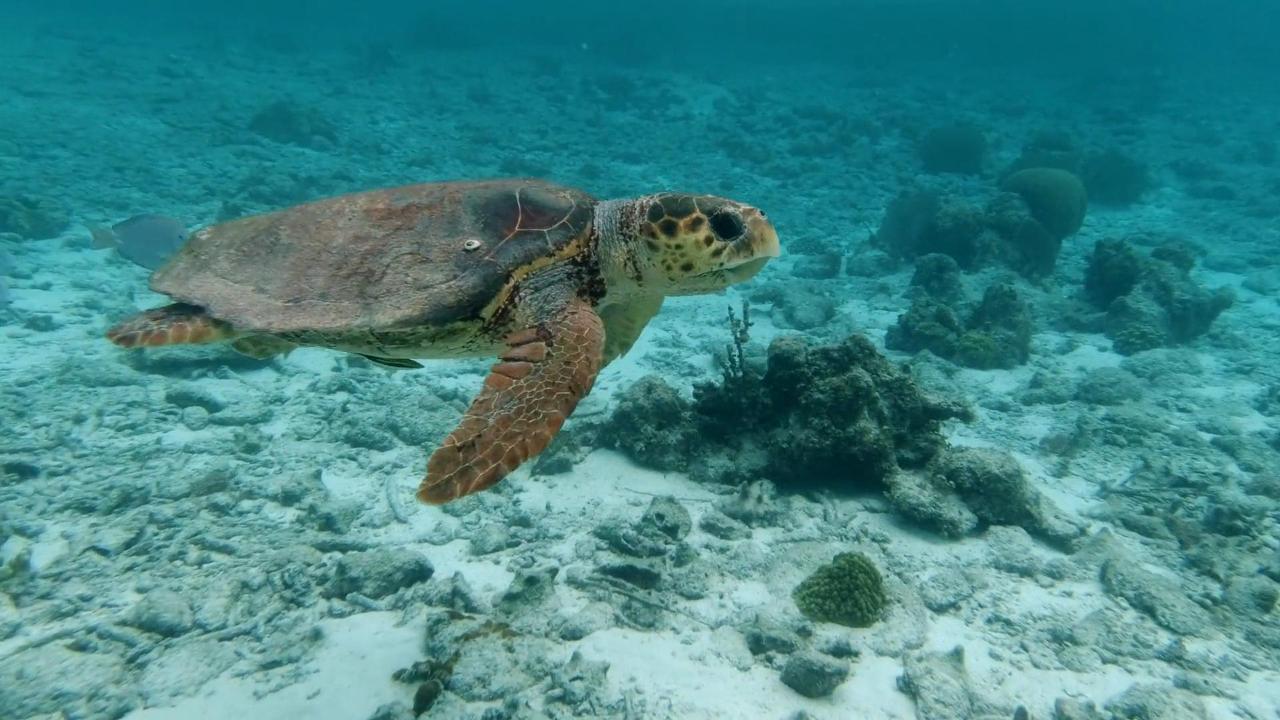 Marine aquatic organisms: Turtles and fish consume dissolved oxygen in water through respiration.