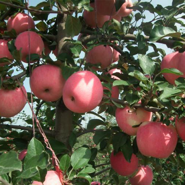 Red Star Apple