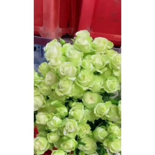 সবুজ সাদা স্প্রে গোলাপ
