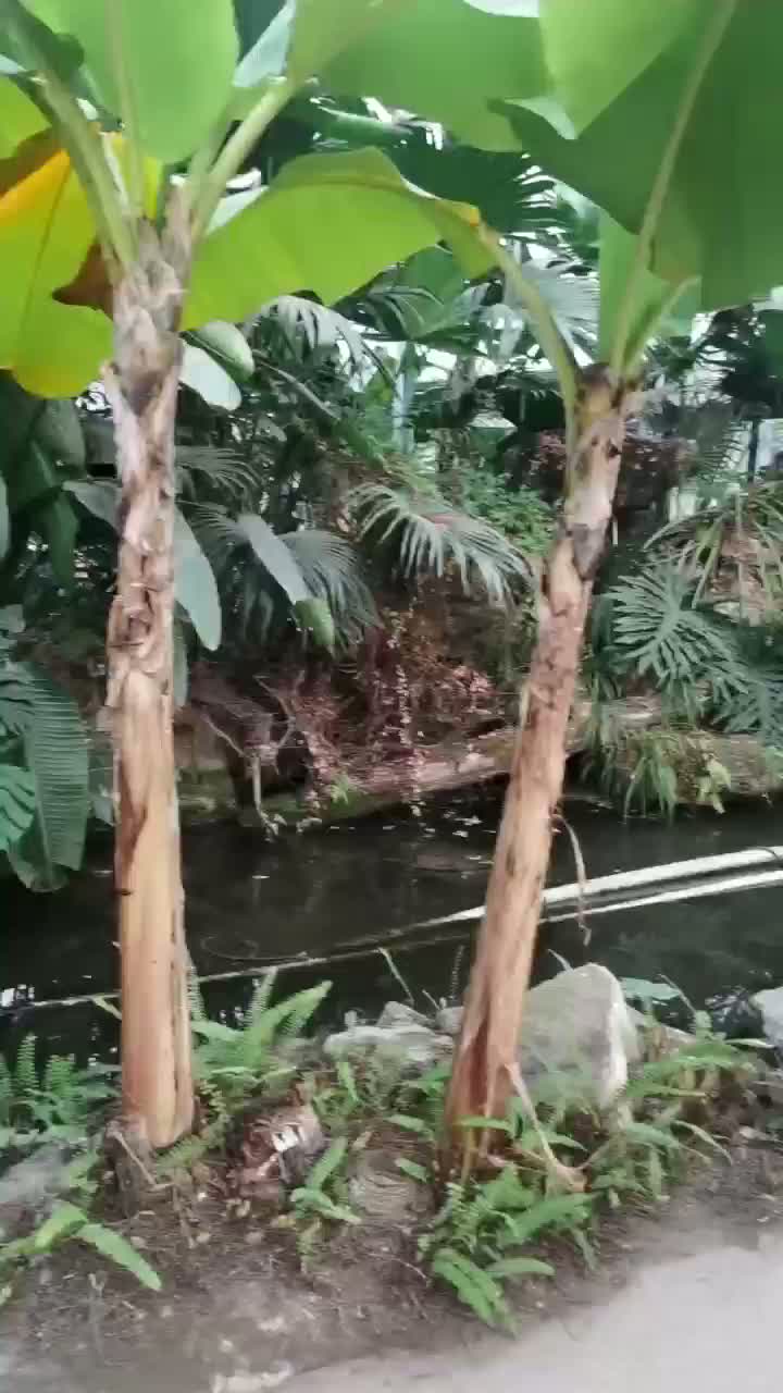 Цяпліца Бонсай для догляду за пакаёвымі раслінамі