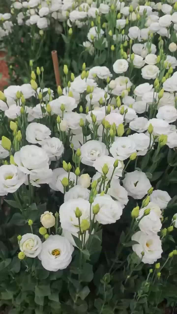 সাদা Lisianthus এবং Eustoma বেস মধ্যে