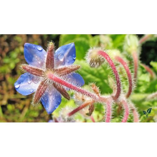 Borage starflower oil