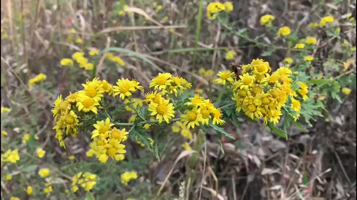 野生の菊の花の原料