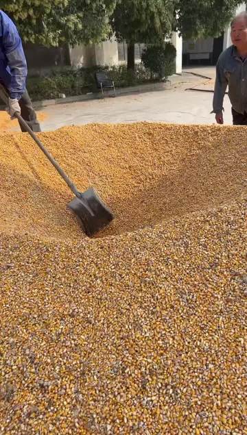 Grain Dryer Actual Operation Process