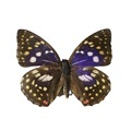 Beautiful Real Butterfly Taxidermy Specimen Photo Frame Collection1
