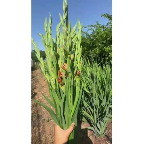 زهرة Gladiolus الرجعية لديكور المنزل الأنيق والزفاف
