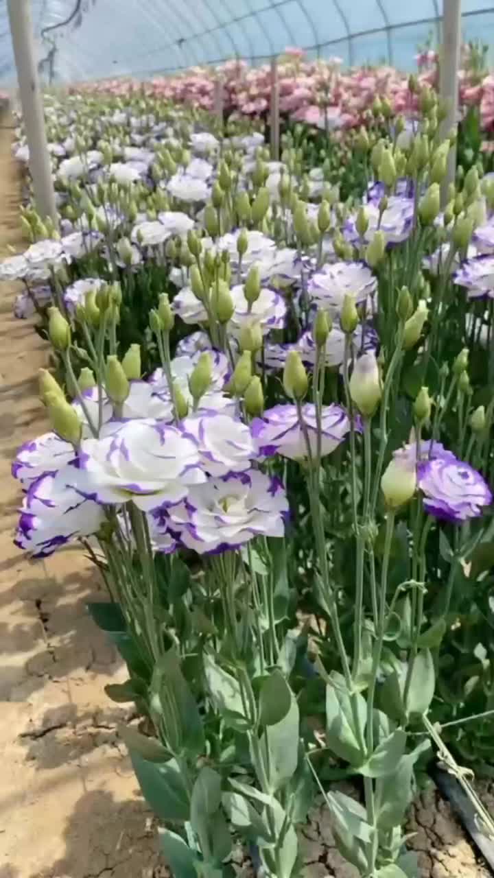 ডাবল ফ্লাওয়ার হোয়াইট উইথ পার্পল এজ লিসিয়ানথাস ফ্রেশ কাট ফ্লাওয়ার ফর তোড়া