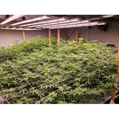 ¿Una luz de cultivo LED de espectro completo le dará un bronceado?