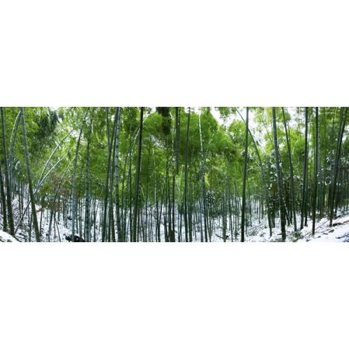 The Shaxian Organic Bamboo Forest Project of Qingshan Paper Company passed the 2022 certification audit