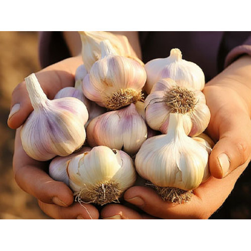 Çin Sarımsak Endüstrisi: Fiyat Dinamiklerinde Yön Bulma, 2026'da Standardizasyona Dayalı Büyüme