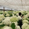 Everylove Preserved Hydrangea 25-30cm White Real Preserved Hydrangea Flowers with Stems1