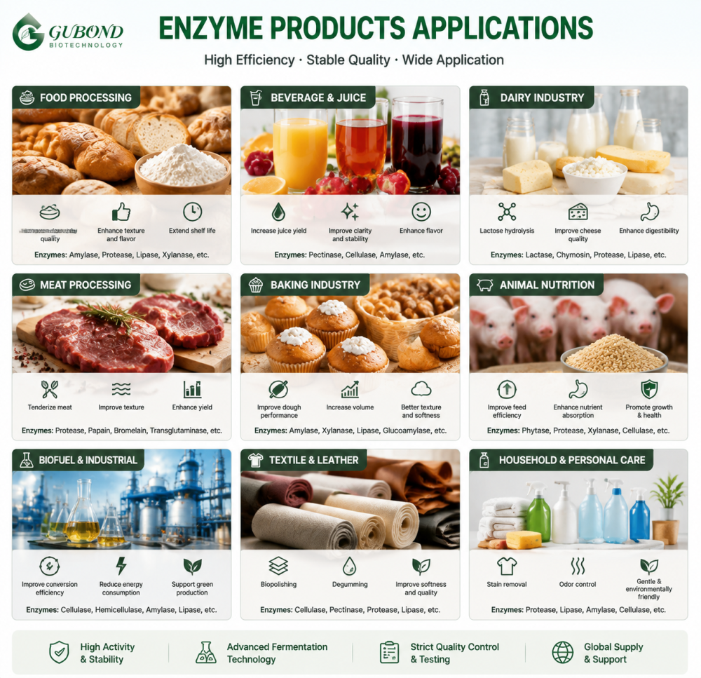 Enzyme (2)