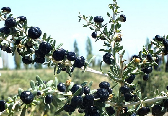 black goji farm