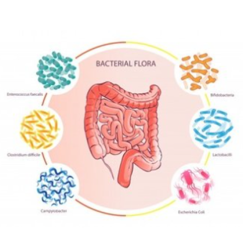 Pesquisa sobre alimentos funcionais e seus ingredientes funcionais para regular a microbiota intestinal