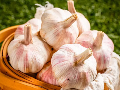 L’agriculture biologique et la transformation à valeur ajoutée stimulent l’expansion du marché mondial de l’ail en 2026
