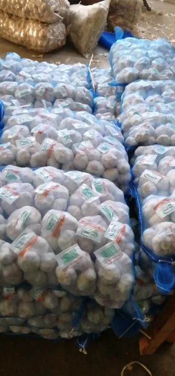 small bag normal garlic