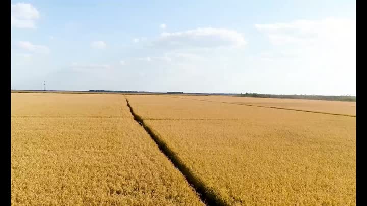 Cereali di factory di riso video2