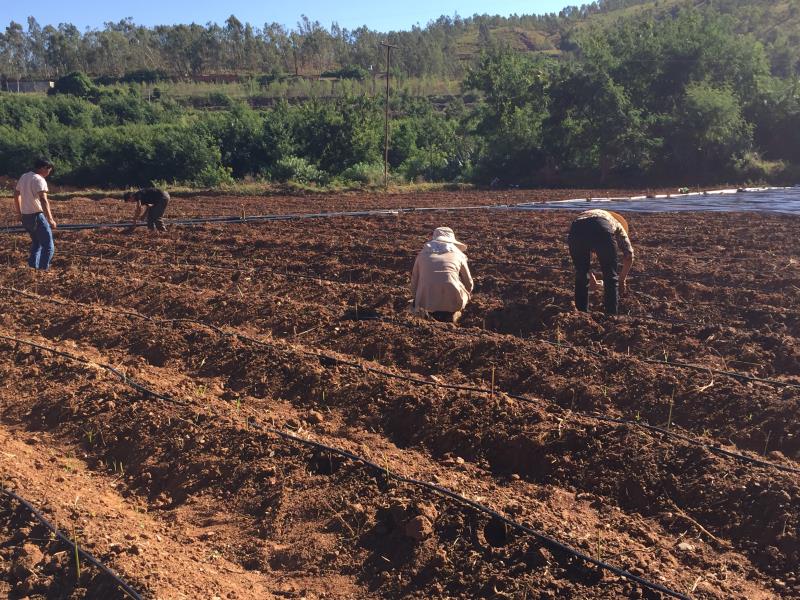 Raw Material Plantation