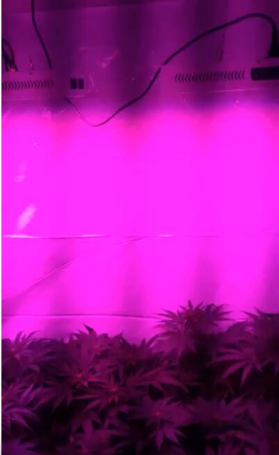 Real Grow Test in U.S.