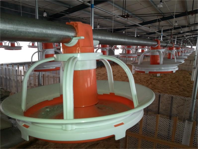 Poultry Pan Feeding System