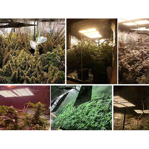 Principles of LED plant lights and precautions for use