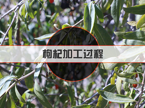 Ningxia Hongqiaozhigu Technology&Development Co.,Ltd