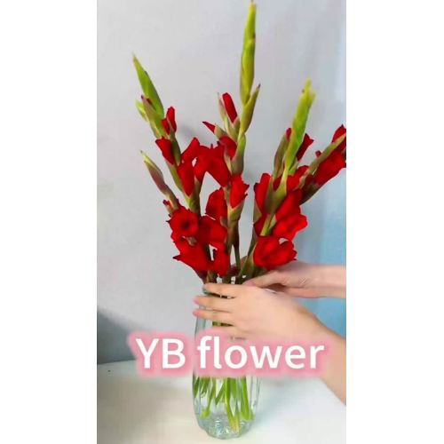 عالية الجودة الأحمر Gladiolus الطازجة قطع زهرة السائبة بالجملة Gladioli لمبات لديكور الحدث