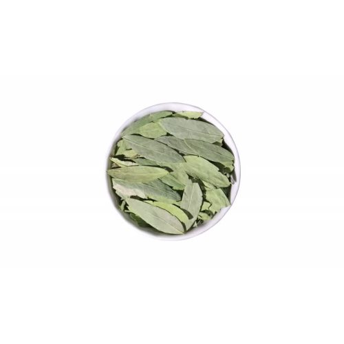 Sanna Leaf for Chinese Herb