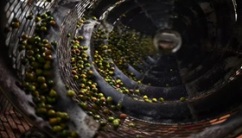 Yunnan Disi Enterprise Group Nut Co., Ltd