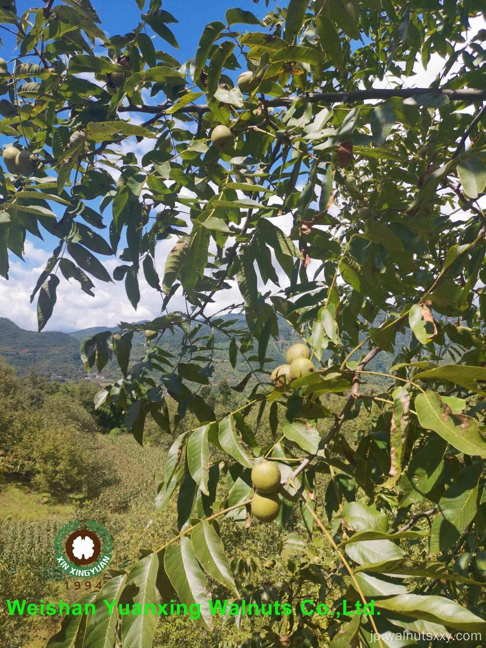 Walnuts in Shell 185#