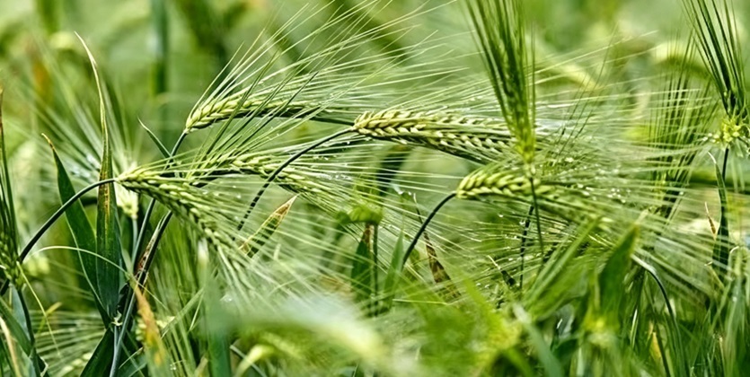 هسته جو کوهستانی ارگانیک