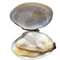 2021 new season short necked clam in shell1