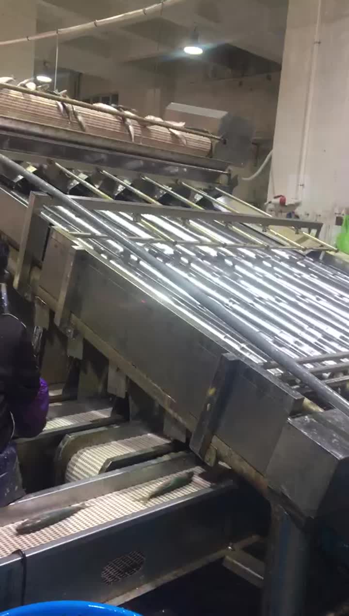 12rollers grading machine for fish