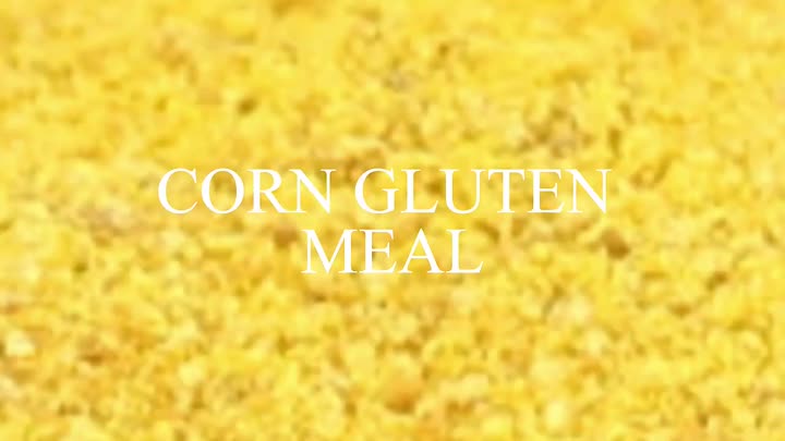 Repas de gluten de maïs