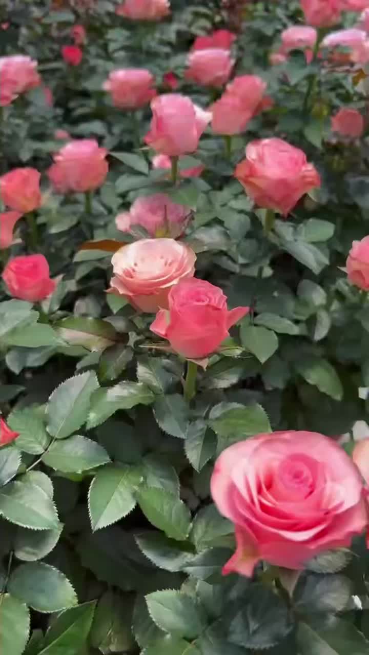 হারমোনি পিঙ্ক রোজ হার্ভেস্ট