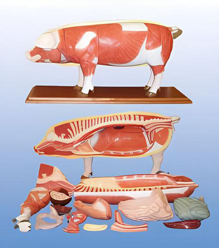Pig anatomical model