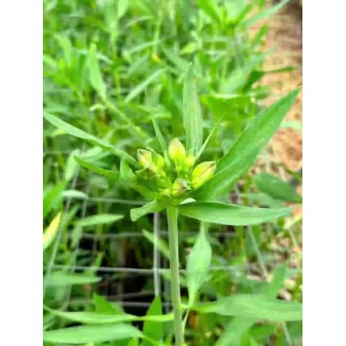 বিবাহের সাজসজ্জার জন্য তাজা কাটা ফুল বেগুনি Alstroemeria পাইকারি